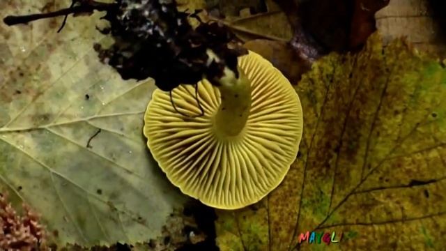 Грибы в Октябре. Грибы Валуи. Рядовки Белые. Рядовки мыльные. Веселка. смотреть онлайн