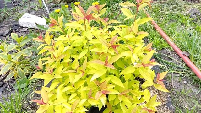 Спірея японська Меджик Карпат. Spiraea Japonica Magic Carpet