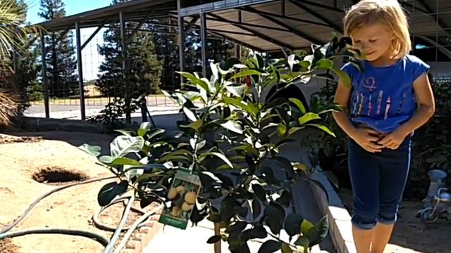 Грейпфрут сорта Флам, ещё одно добавление к нашей коллекции цитрусовых. смотреть онлайн