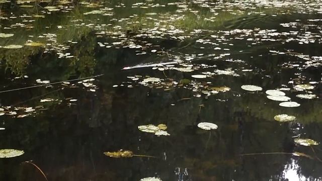Ловля щуки в старице реки Плюсса на поверхностные приманки смотреть онлайн