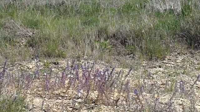 Капустницы в Рождественке смотреть онлайн