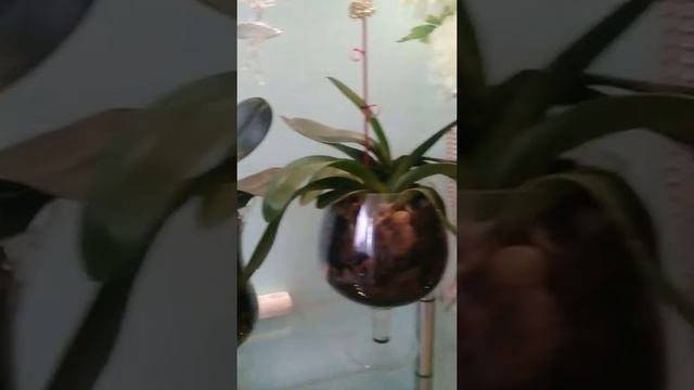 Орхидеи в больших бокалах, мой опыт. смотреть онлайн