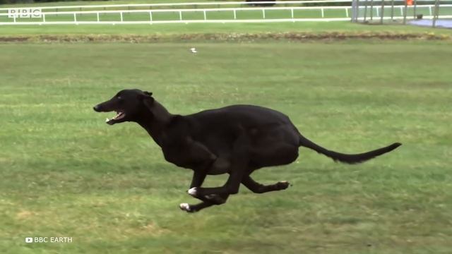 Самые Быстрые Животные в Мире 2022