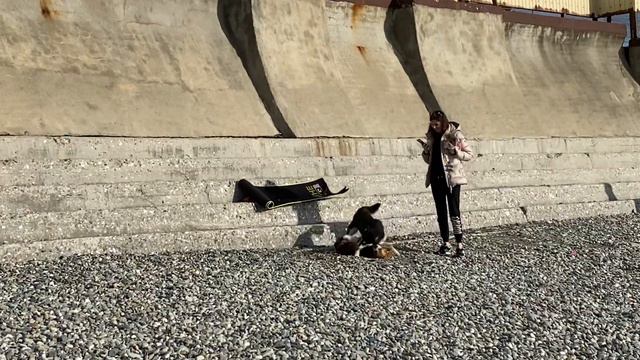 Бигль едва спасается от хаски. Beagle vs husky. Путешествия бигля. Beagle’s travel. Сочи 2021 смотреть онлайн