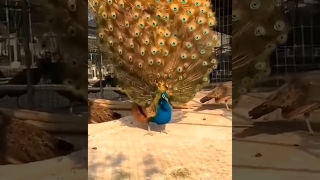 Павлин распускает свой ошеломляющей красоты хвост! смотреть онлайн