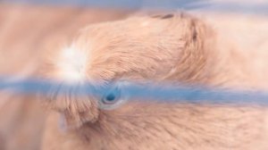 Выставка голубей в Оренбурге