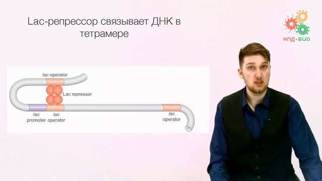 Регуляция работы генов. Регуляция транскрипции у прокариот. Часть 1 смотреть онлайн