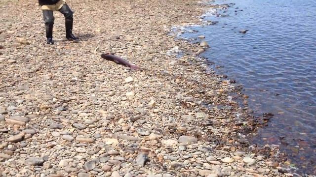 Большой таймень на спиннинг смотреть онлайн