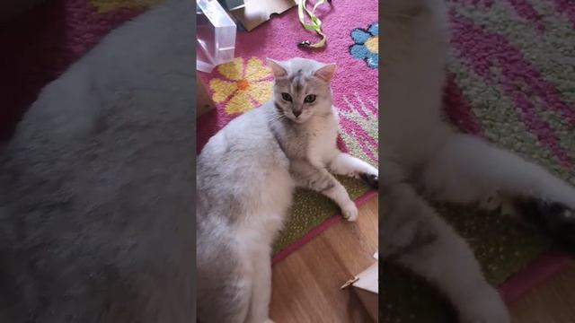 #котик #милый #красивый #пушистый #и #конечно #мягкий. смотреть онлайн