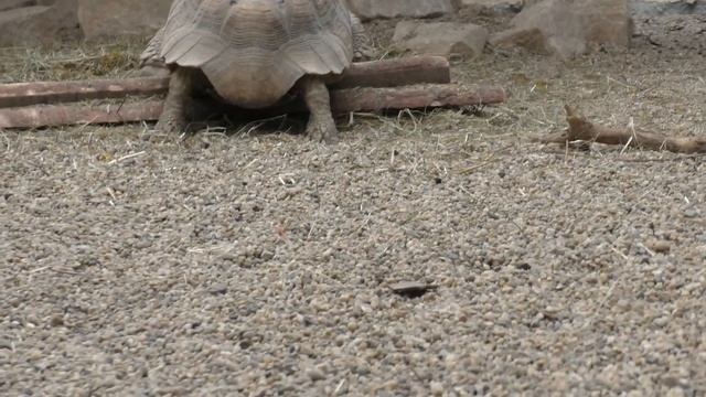 AFRYKARIUM WROCŁAW / ОКЕАНАРИУМ ВО ВРОЦЛАВЕ / ZOO / Зоопарк во Вроцлаве / Жизнь в Польше смотреть онлайн
