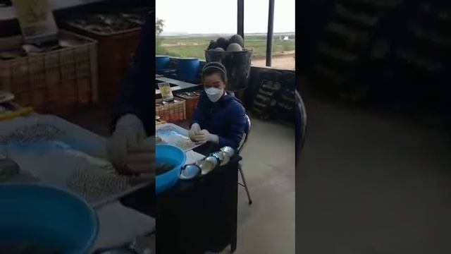 ВЫРАЩИВАНИЕ ЖЕМЧУГОВ В ВЬЕТНАМЕ смотреть онлайн