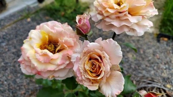 роза MAGIC MOMENT