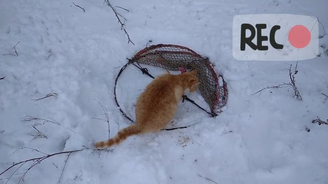 Поймал лису-??? Ловушкой на фазана! Лиса?-Проверка ловушки на кота! смотреть онлайн