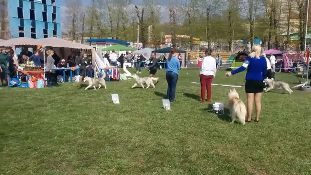 Выставка собак в Туле, хаски(5) смотреть онлайн