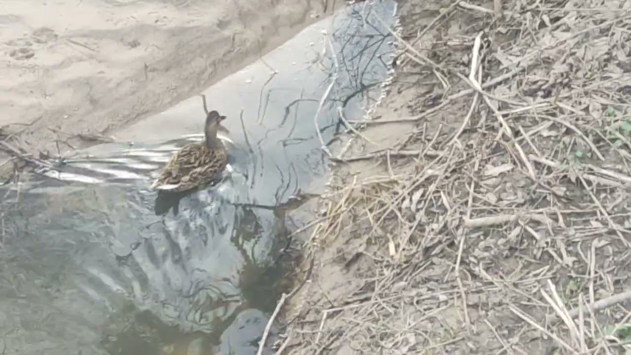 утка смотреть онлайн