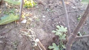 Обрезка инжира,формирование кустом часть 2