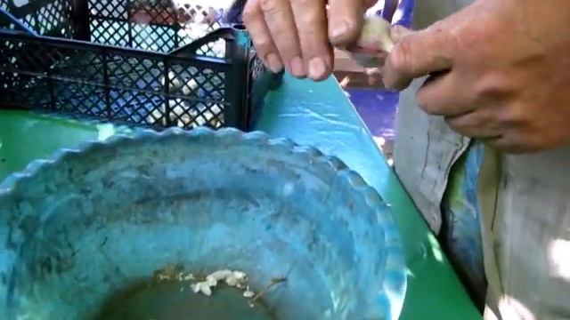 КАК ОБРЕЗАТЬ ЧЕСНОК для ПРОСУШКИ перед ХРАНЕНИЕМ смотреть онлайн