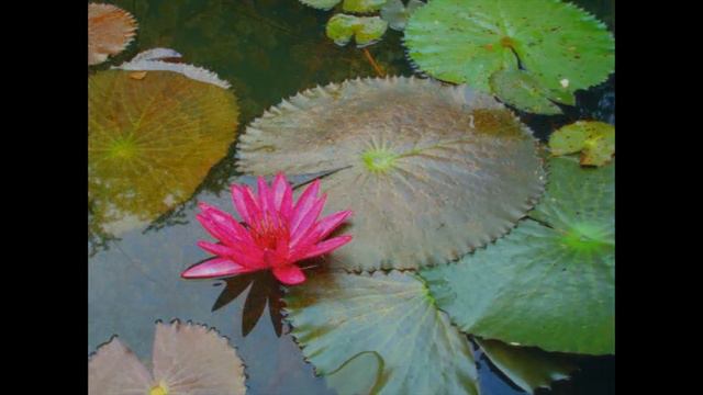 Rieding: Violin Concerto No. 1 in G Major, Op. 34, 1st Mvt. смотреть онлайн