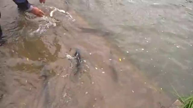 Зарыбление Бариновки 29.09.2011 №7 смотреть онлайн