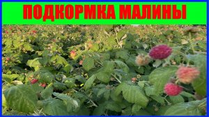 обзор малины на июнь || Уход за малиной в июне || Ревизия и обзор сортов малины #малина #выращивание