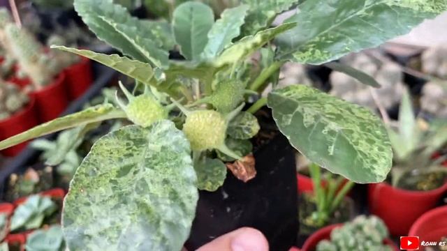 Dorstenia Foetida Seedlings Growing All Over The Place | Jul21