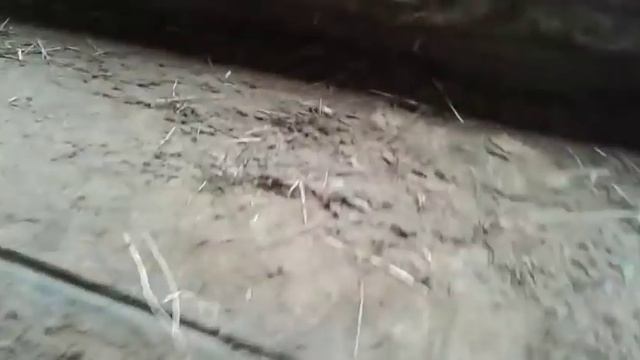 ПОКУПКА МАЛЕНЬКИХ БЫЧКОВ.КОЛХОЗНЫХ смотреть онлайн