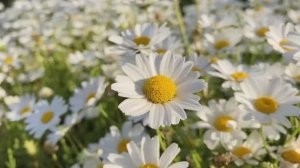 Нежная лечебная музыка для души и нервной системы Инструментальная красивая музыка Релакс