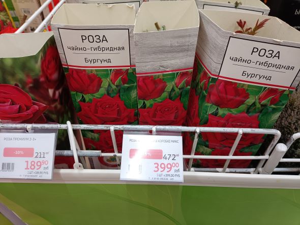 РОЗЫ. КАК СОХРАНИТЬ САЖЕНЦЫ ДО ПОСАДКИ? НАЧИНАЮЩИМ смотреть онлайн