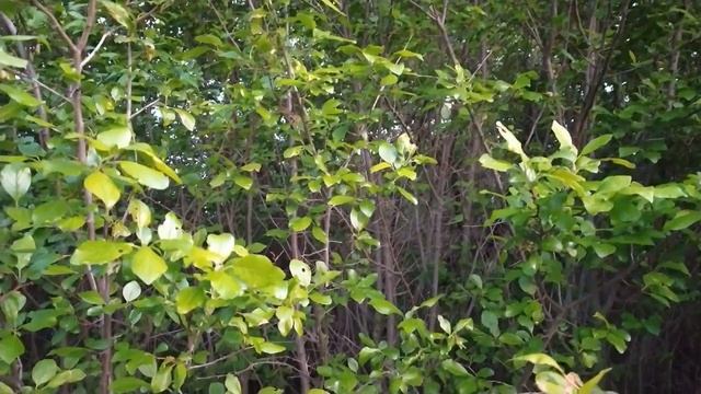 ПЕСНЯ СОЛОВЬЯ ЛУЧШЕЕ СРЕДСТВО ОТ ДЕПРЕССИИ. МАЙСКИЙ ВЕЧЕР В ДЕРЕВНЕ. смотреть онлайн