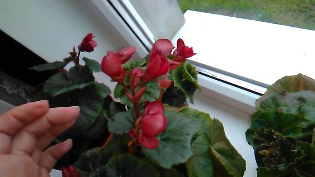 Бегония Элатиор.обзор. Begonia ELATIOR смотреть онлайн