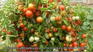 Томат Валентина