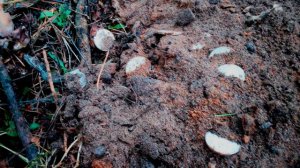 Нашли клад серебренных монет