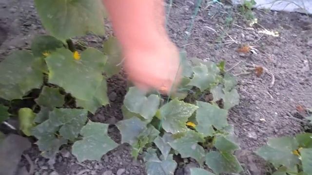 ЭКСКУРСИЯ ПО ОГОРОДУ .РОЗА. РОЗЫ. КЛУБНИКА 6.06.2015г смотреть онлайн