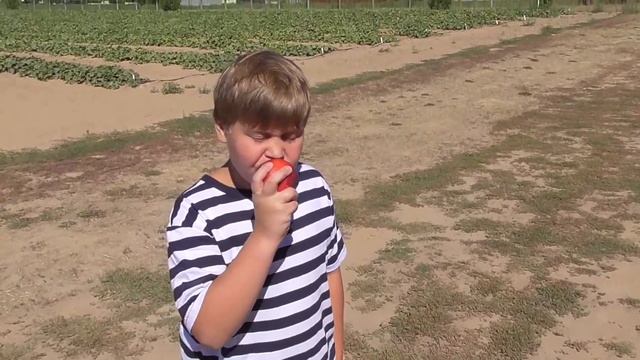 ФЕРМЫ в США Едем собирать ЕЖЕВИКУ и ПЕРСИКИ Жизнь многодетной семьи в Америке смотреть онлайн