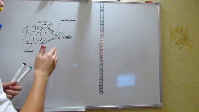 Периферическая нервная система.Спинномозговые нервы смотреть онлайн