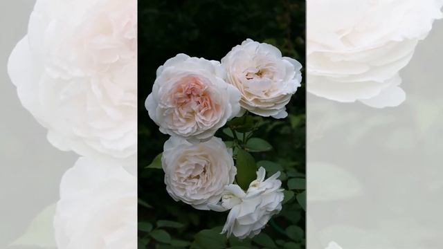 Sebastian Kneipp Rose смотреть онлайн