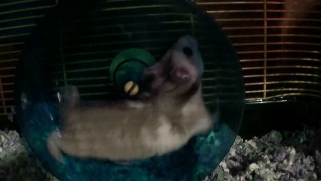 Хомяк бегает в колесе. смотреть онлайн