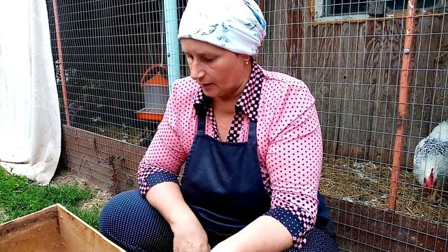 Как я кормлю суточных цыплят. Цветной бройлер. смотреть онлайн