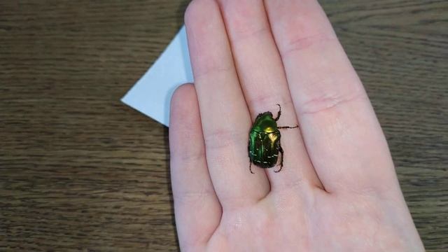 Прилетел ко мне жук - Золотистая бронзовка :) смотреть онлайн