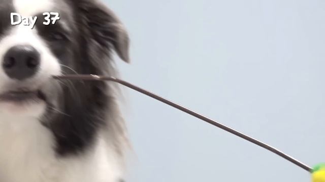 Introducing New Kittens To My Dog and then Grow Up Together смотреть онлайн