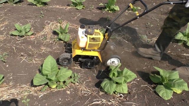 Мотофреза - Прополка и рыхление, отличный помощник на огороде. смотреть онлайн