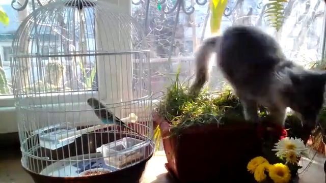 Кошка Мышка и изумрудный попугай без имени смотреть онлайн