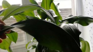 Эухарис вопросы ответы