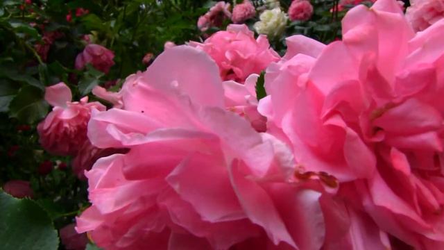 ВИДЕОФОН КАК КРАСИВО ЦВЕТУТ РОЗЫ смотреть онлайн