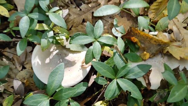 №302/ НЕВЕРОЯТНО!!! УСТАЛИ резать Рядовку (Серая Рядовка, Опята)