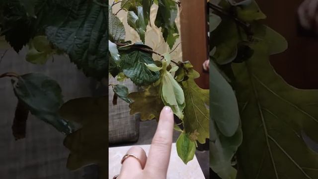 Stick insect phyllium siccifolium ПИТАНИЕ ЛИСТОВИДКИ ЗИМОЙ смотреть онлайн