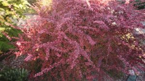 Барбарисы в ландшафтном дизайне. Описание сортов с названиями.