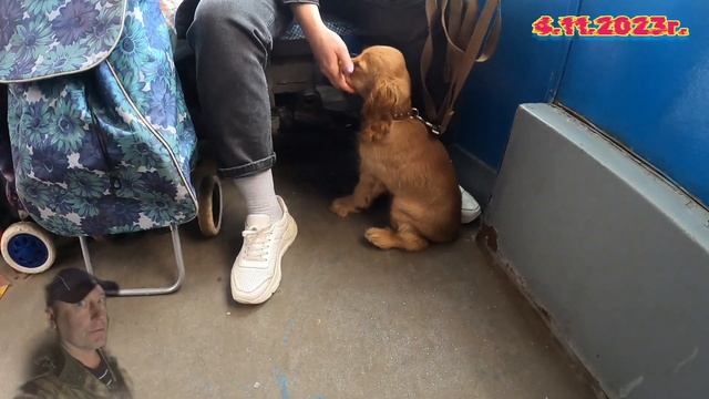 4.11.2023г. Суббота день чудес / Бади и Анастасия / Белки сыты и орешки не берут ? смотреть онлайн