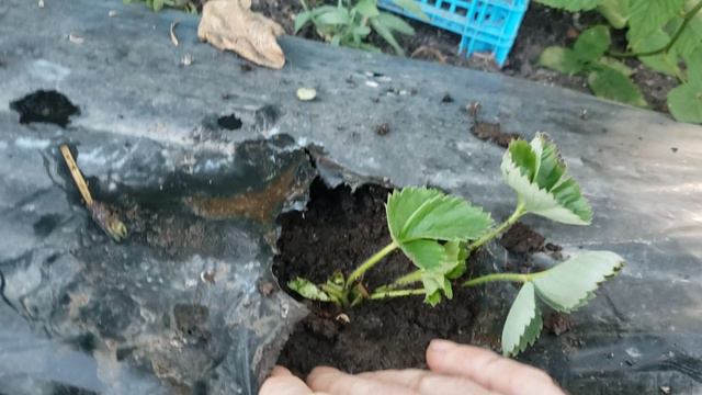 Клубника не дала усы.Что делать? смотреть онлайн