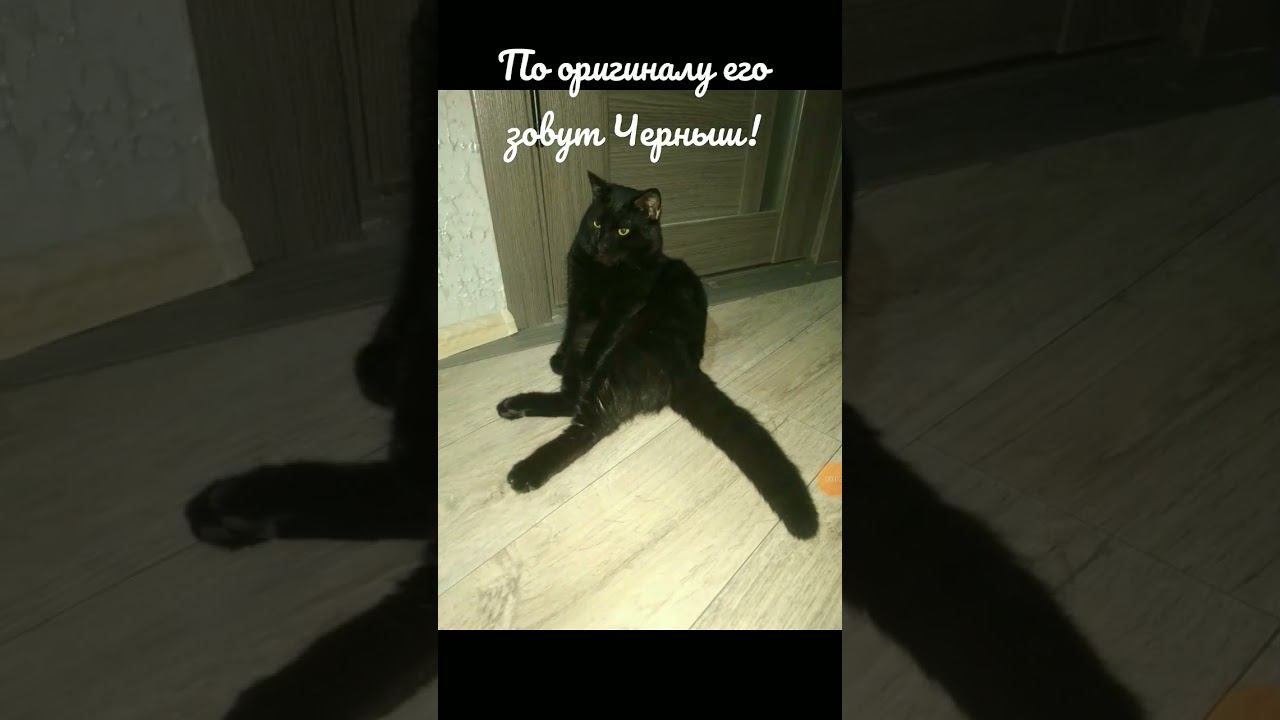 Черныш, черныш, черныш, и ещё один черныш! очень много Чернышов! смотреть онлайн